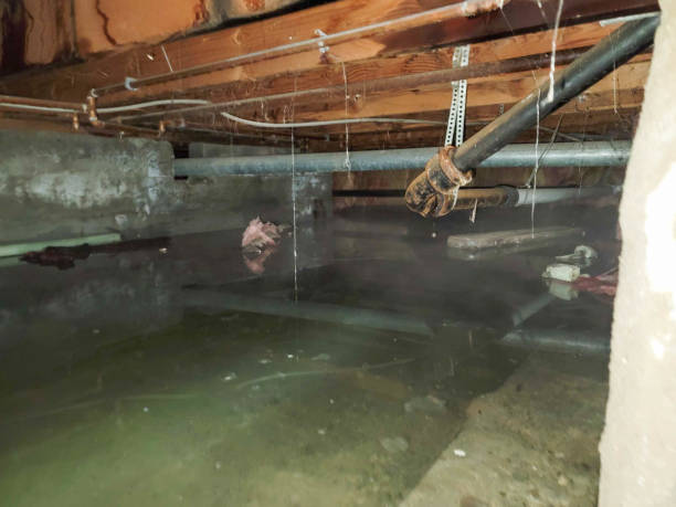 Best Mold removal after water damage  in South Barre, VT