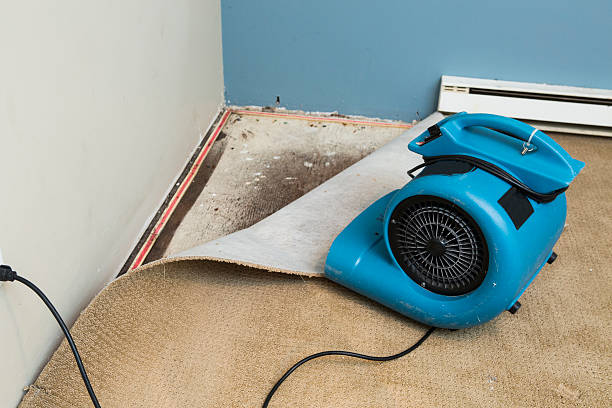 Best Professional water damage repair  in South Barre, VT
